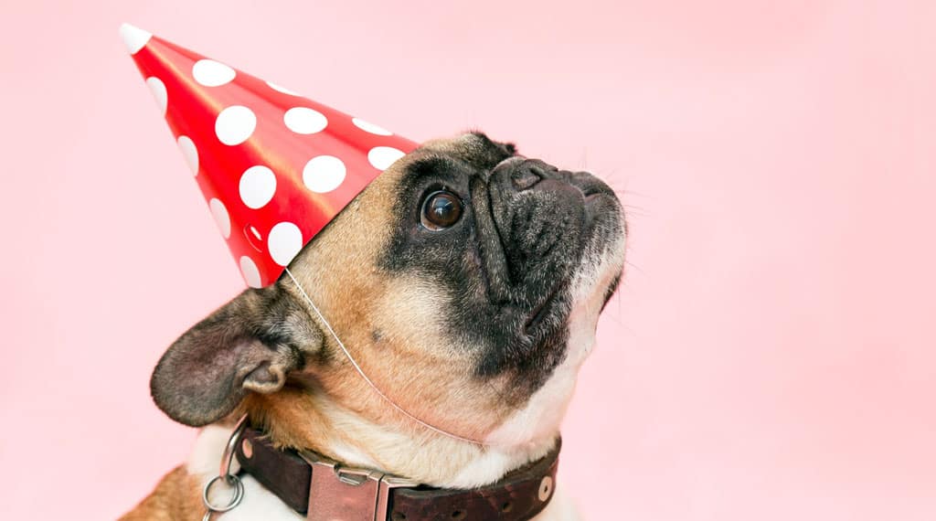 Surprise Your Pup On His Birthday blog05 free img